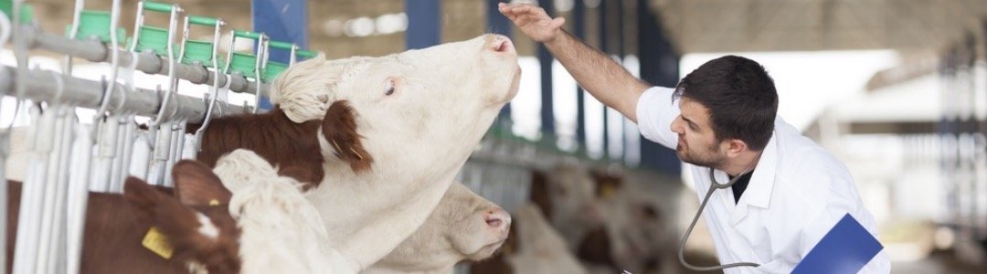 Postgraduate course in veterinary science