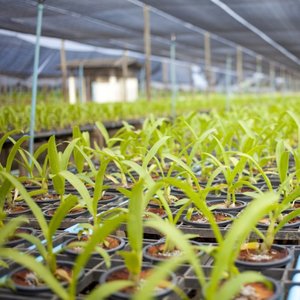 Postgraduate programs in Horticulture